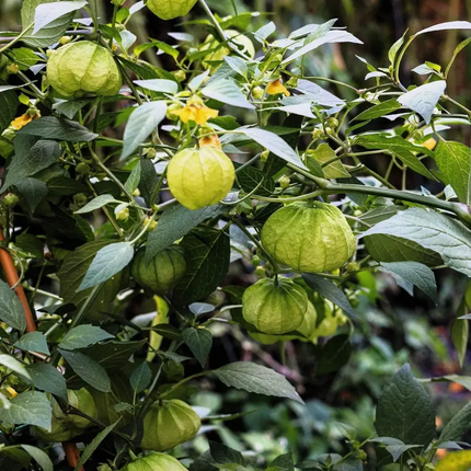 50 Grande Rio Verde Tomatillo Seeds – Heirloom, NON-GMO