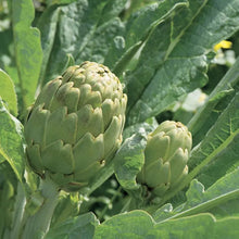 25 Green Globe Artichoke Seeds