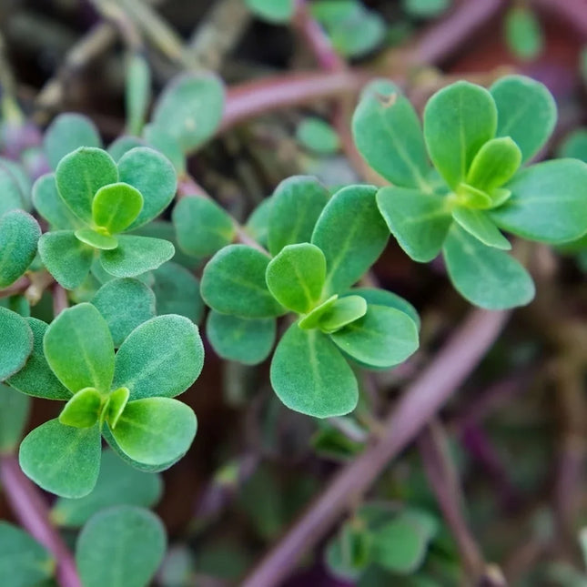 Green Purslane (Portulaca oleracea) seedlings with fresh succulent leaves, ideal for edible herb gardens, microgreens, and home vegetable growing. Seed World