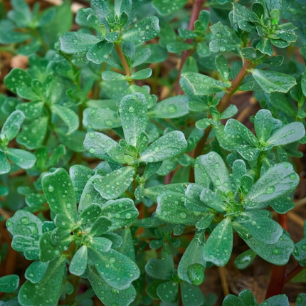 2000+ Green Purslane Seeds | Edible Succulent Vegetable | NON-GMO