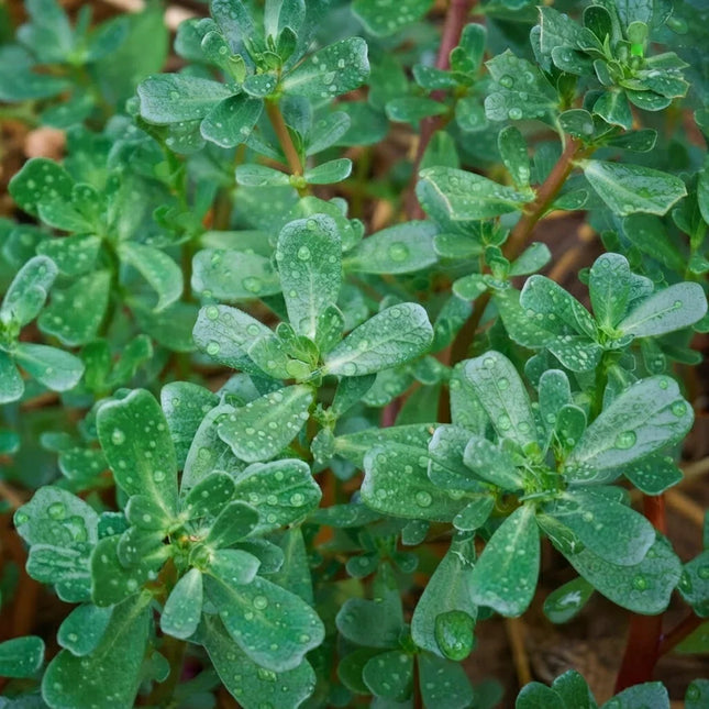 2000+ Green Purslane Seeds | Edible Succulent Vegetable | NON-GMO