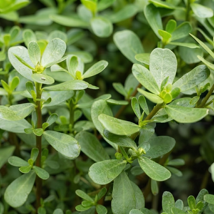 2000+ Green Purslane Seeds | Edible Succulent Vegetable | NON-GMO