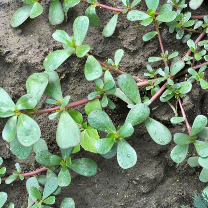 2000+ Green Purslane Seeds | Edible Succulent Vegetable | NON-GMO