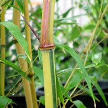 10 Green Stripe Bamboo Seeds - Phyllostachys Viridis