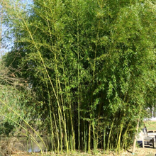 10 Green Stripe Bamboo Seeds - Phyllostachys Viridis