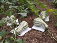 20 Green Striped Cushaw Seeds