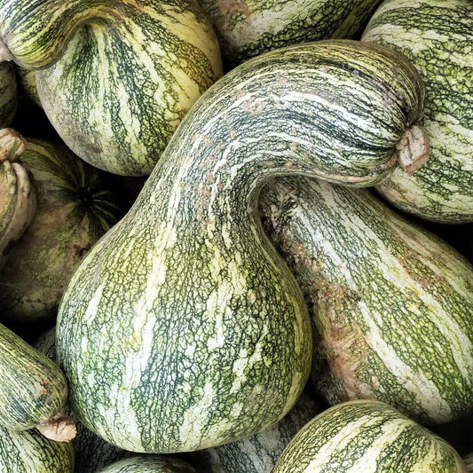 20 Green Striped Cushaw Seeds