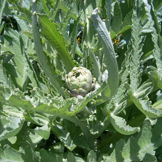 Green Globe Artichoke plant with a developing green artichoke bud surrounded by large silvery-green, deeply lobed leaves. Seed World