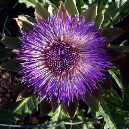 100 Green Globe Artichoke Seeds – Heirloom Globe Artichoke