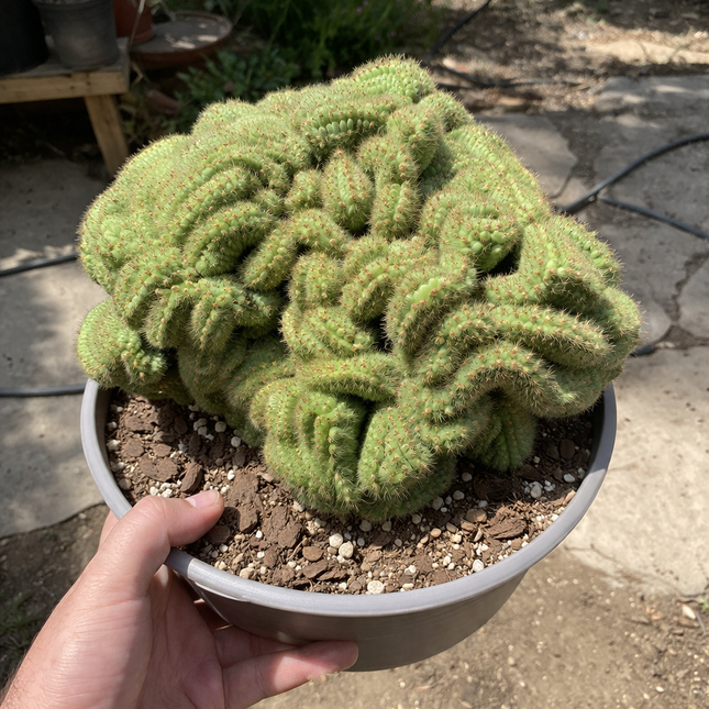 10 Green Brain Cactus Seeds