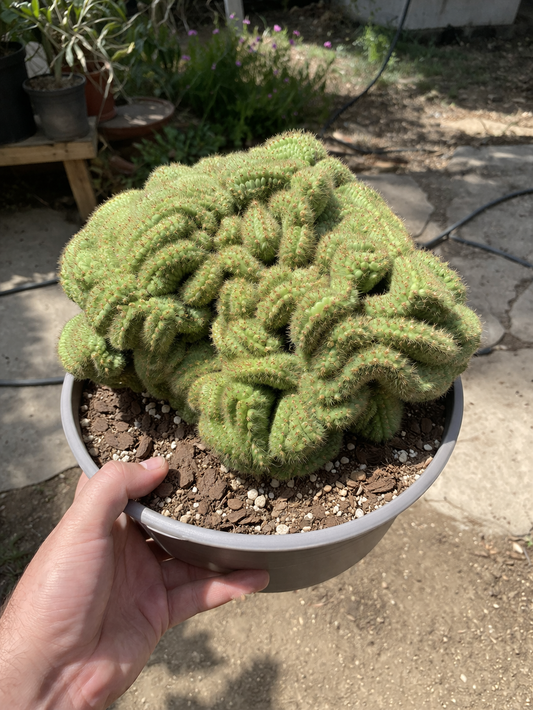 10 Green Brain Cactus Seeds
