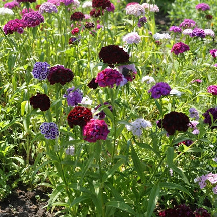 200 Grenadin King of Blacks Carnation Seeds – Dark Dianthus Flower
