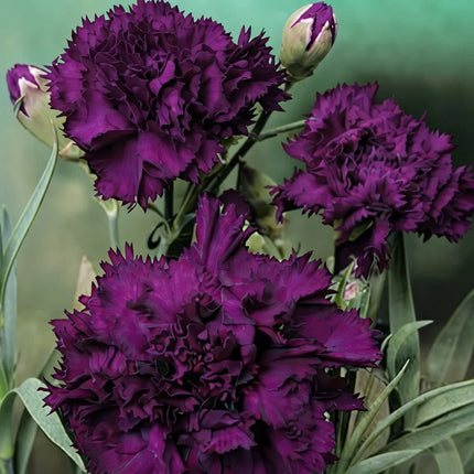 Grenadin King of Blacks Carnation with deep purple ruffled blooms. Seed World