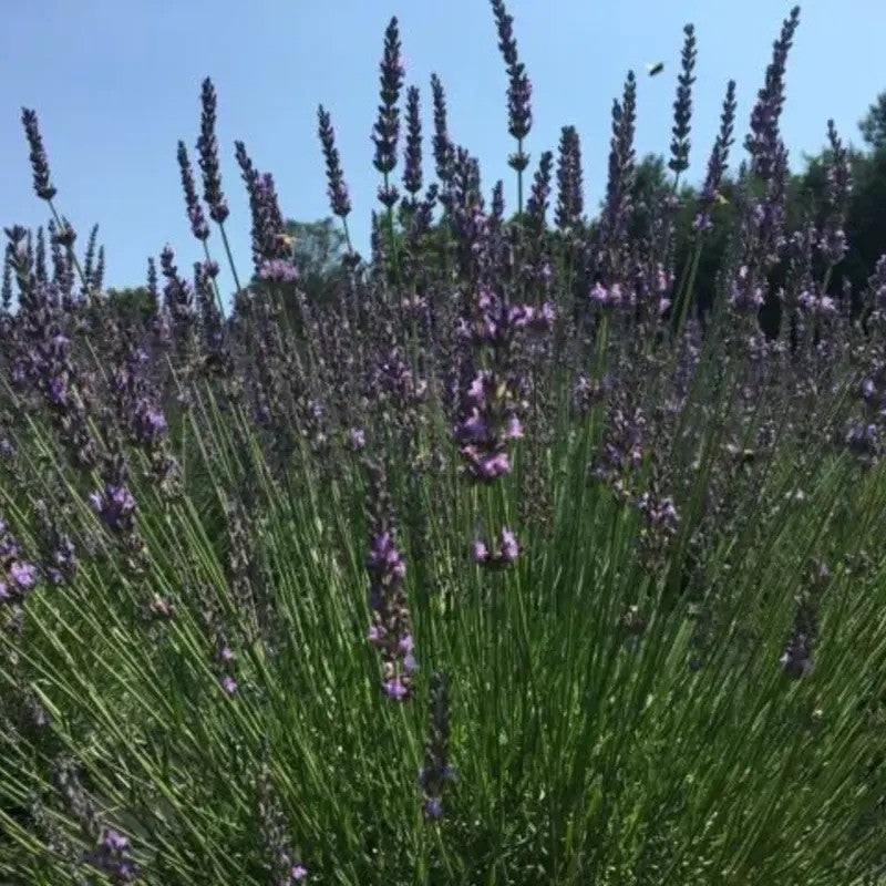 Lavender Live Plants – Fragrant Spa Herb | Well-Rooted Plugs