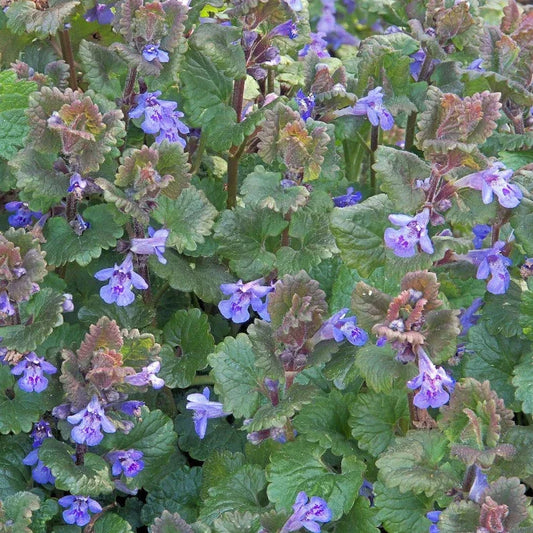 Close-up of a plant with purple flowers and green leaves