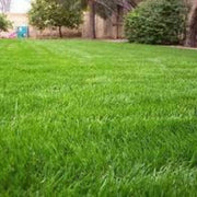 Gulf Annual Ryegrass (Cool Climate Grass Seeds) - (1/4 lbs. Sampler Packet)