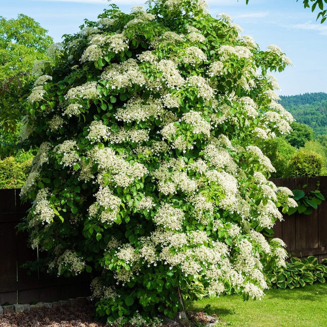 Large bush with white flowers in a garden setting