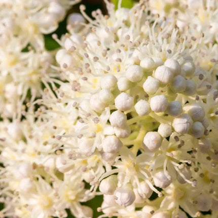 Close-up of white flowers with green leaves