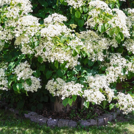 Large bush with white flowers and green leaves in a garden setting