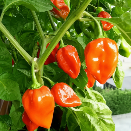 Bright orange bell peppers hanging from a green pepper plant with lush green leaves.