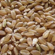 50 Hard Red Winter Wheat Seeds