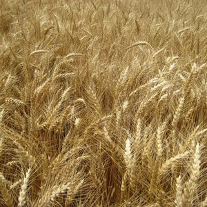 50 Hard Red Winter Wheat Seeds