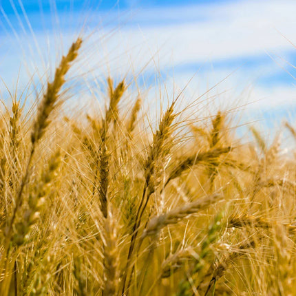 Fresh Hard Red Winter Wheat Seeds