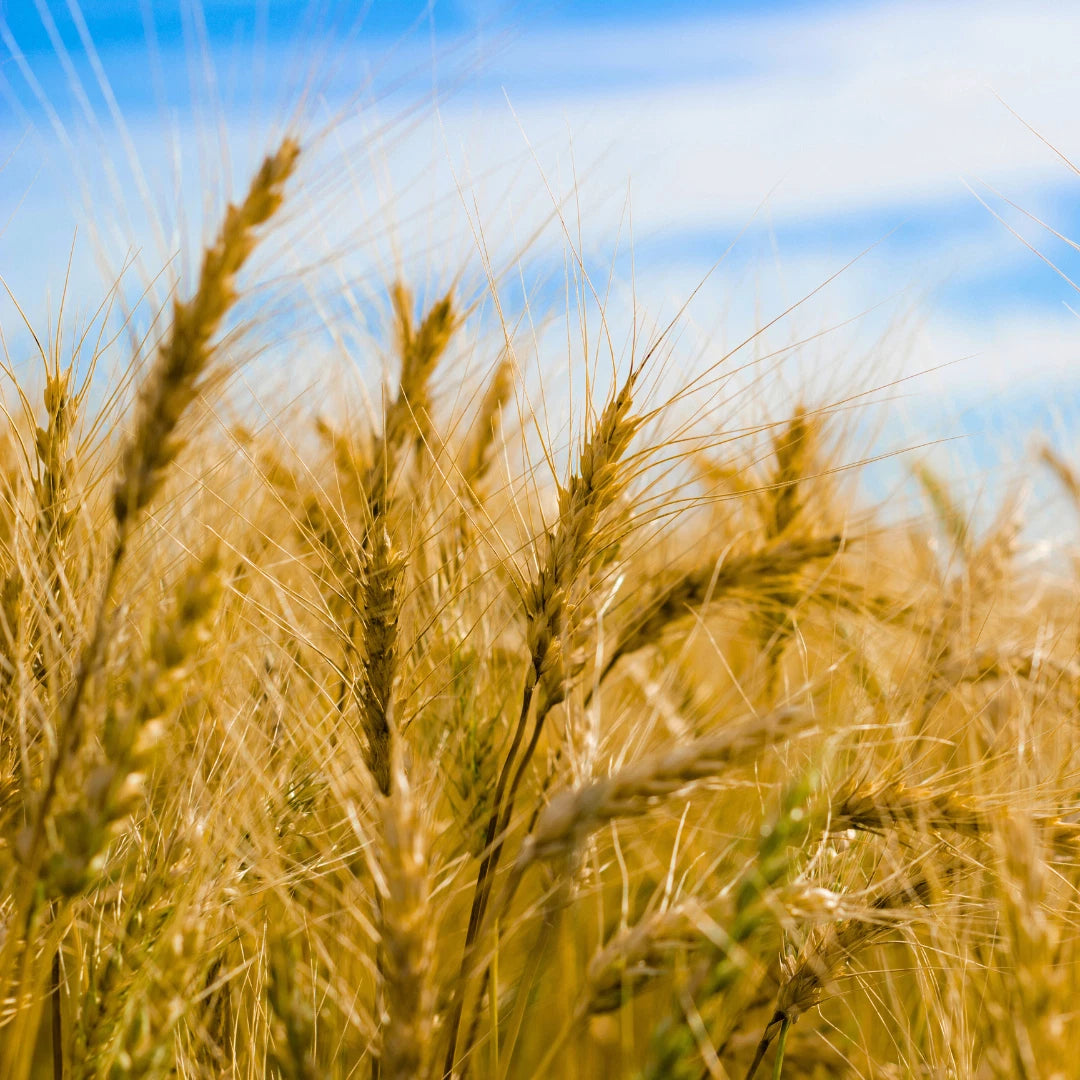 Fresh Hard Red Winter Wheat Seeds