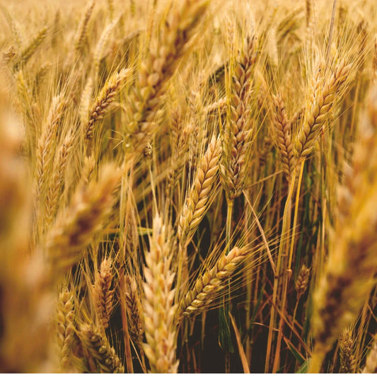 Close-up of a wheat field with golden ears.