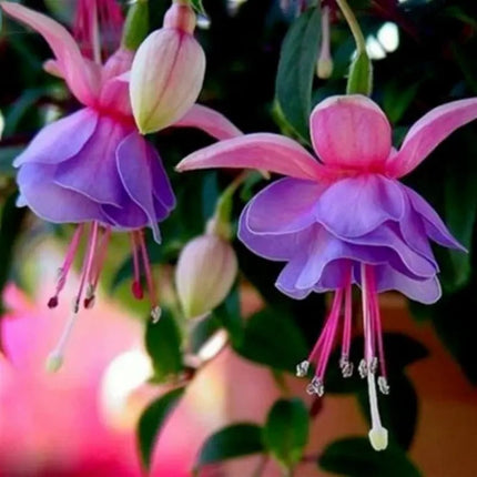 50 Hardy Fuchsia Seeds – Elegant, Cold-Tolerant Perennial Blooms
