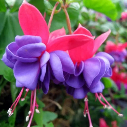 50 Hardy Fuchsia Seeds – Elegant, Cold-Tolerant Perennial Blooms