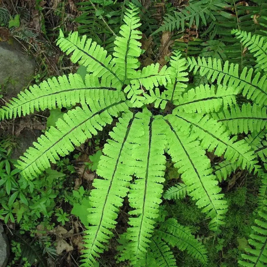 1 Hardy Northern Maidenhair Fern - Adiantum pedatum in 4" Pot