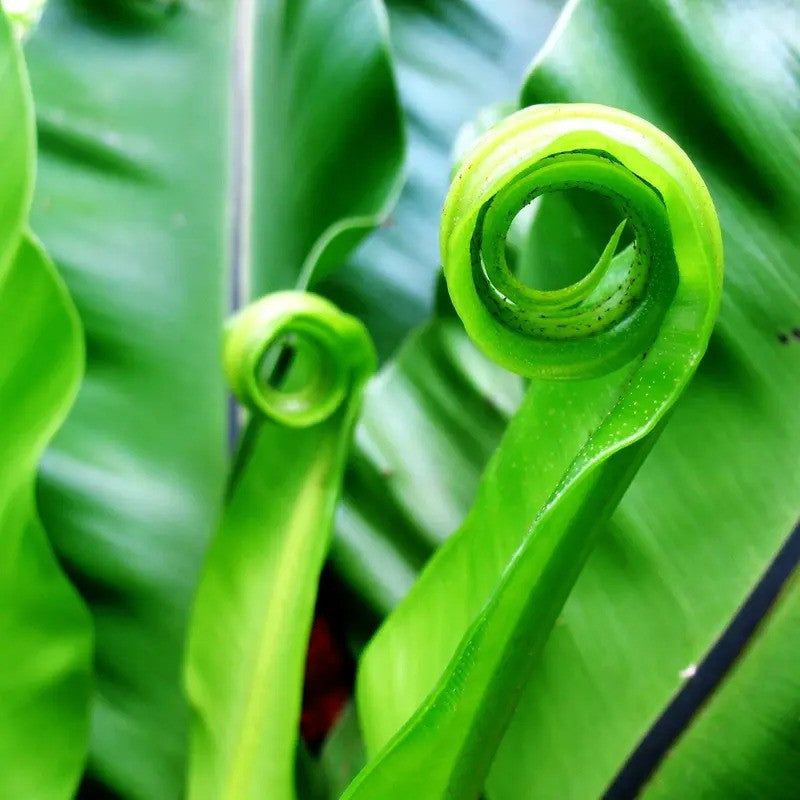 Close-up of a green leaf with a spiral pattern