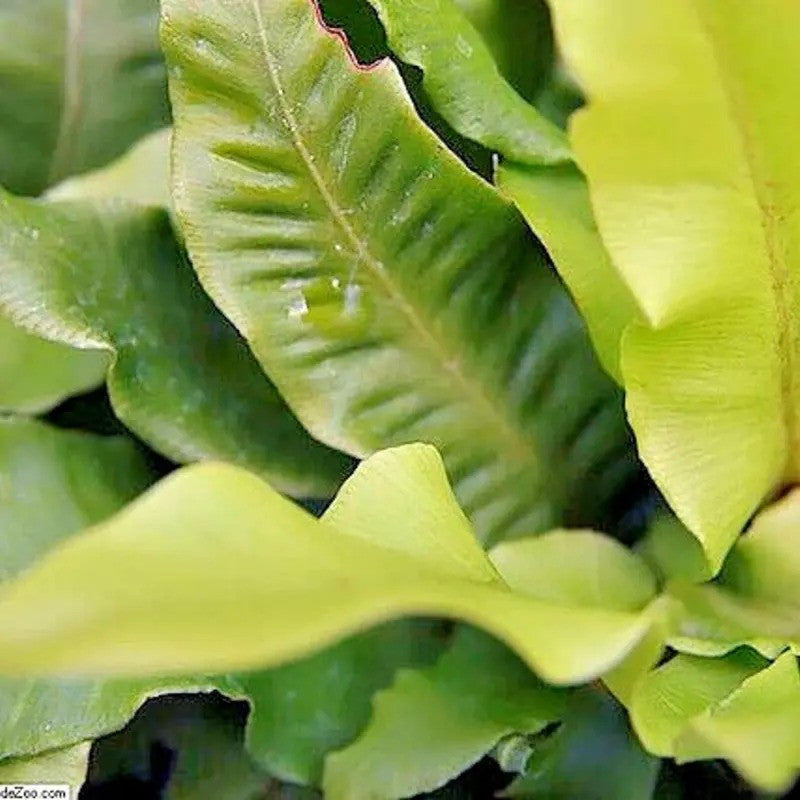 Close-up of green leaves with a blurred background