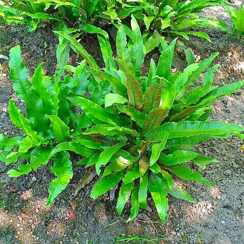 Green fern plant growing on a soil surface
