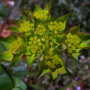 25 Hare's Ear - Bupleurum Rotundifolium Griffithlii Seeds