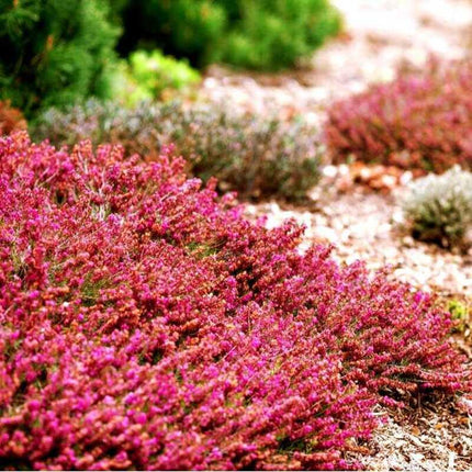 Pink flowering plants in a garden setting with blurred greenery in the background