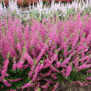 Heather Calluna Vulgaris Flower Seeds