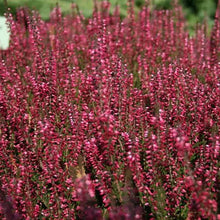 Heather Calluna Vulgaris Flower Seeds