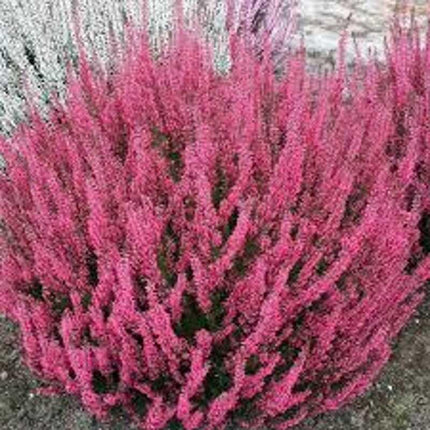 Pink flowering plant against a blurred background