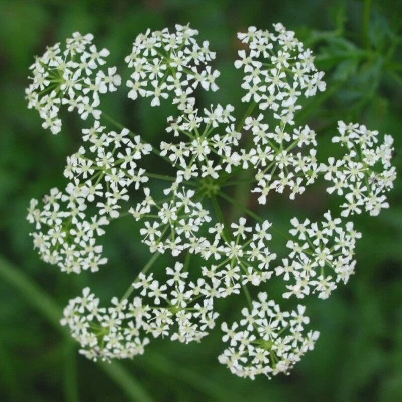Top view of blooming Conium maculatum with symmetrical white flower clusters on green background