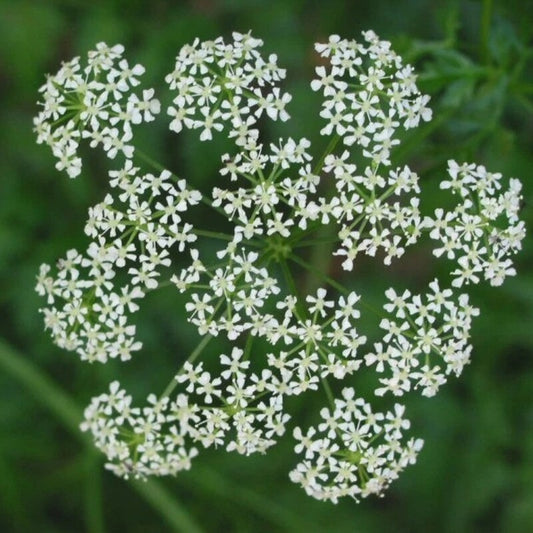 Top view of blooming Conium maculatum with symmetrical white flower clusters on green background