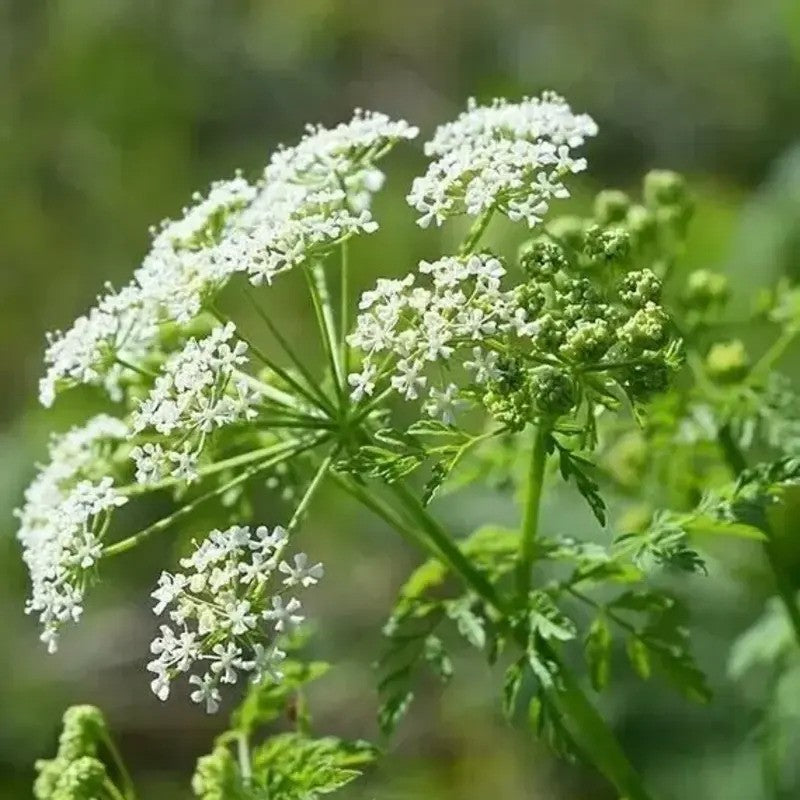 Close-up of Hemlock plant with white umbel-shaped flowers and finely divided green foliage