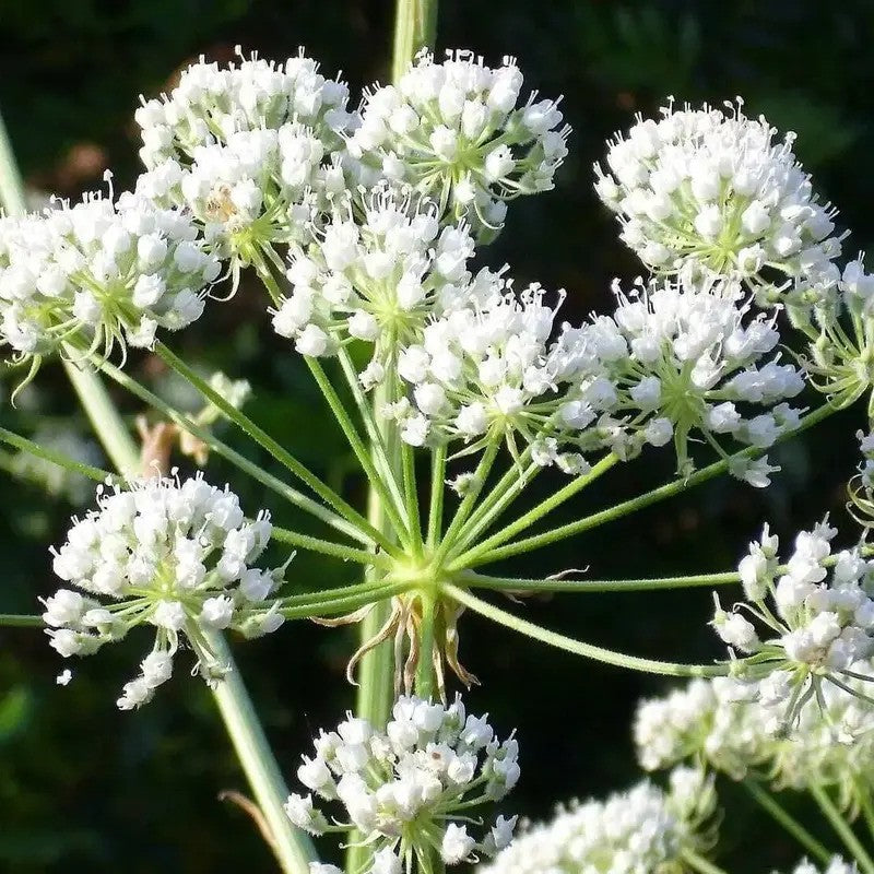 Close-up of white flower clusters on a green plant against a dark background
