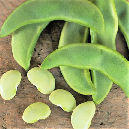 150 Henderson Lima Bean Seeds – Compact Baby Lima Bean Variety