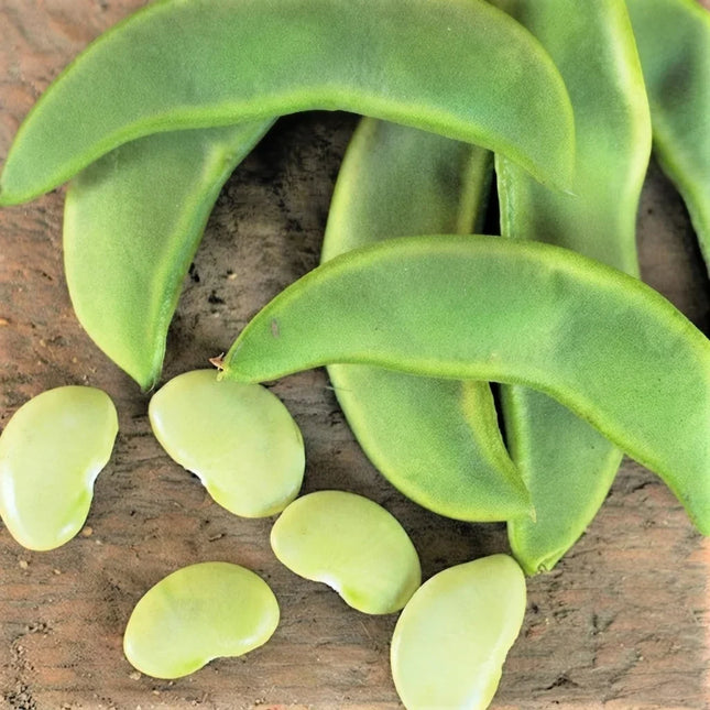 150 Henderson Lima Bean Seeds – Compact Baby Lima Bean Variety