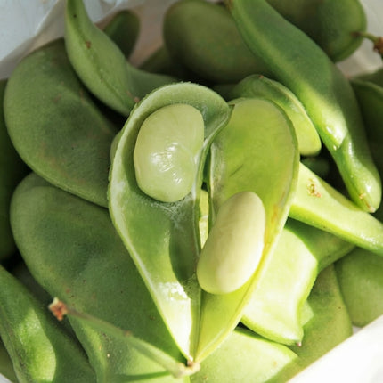 150 Henderson Lima Bean Seeds – Compact Baby Lima Bean Variety