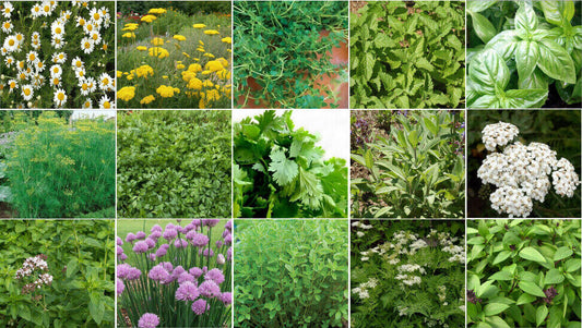 5500 Herb Seeds Collection kit (15 Different)