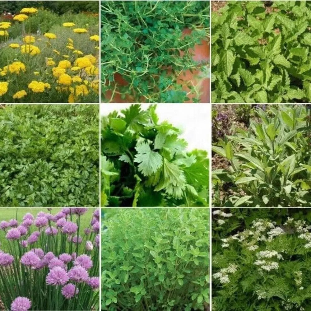 5500 Herb Seeds Collection kit (15 Different)