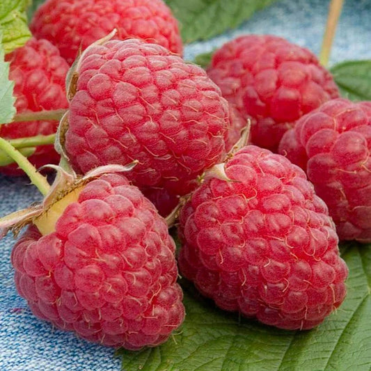 Close-up of fresh raspberries on a blue fabric background